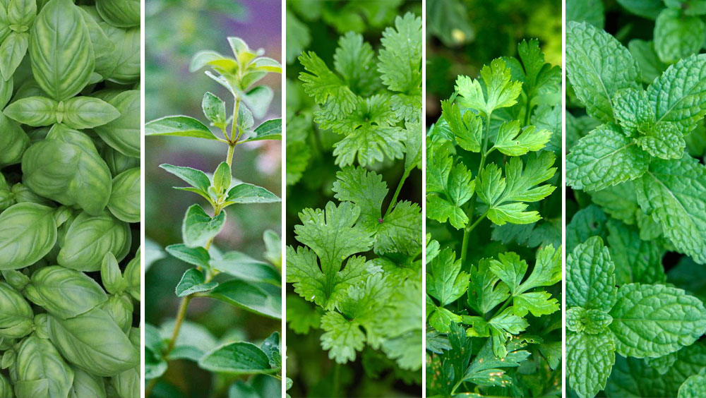 How To Use These Five Popular Herbs in Different Ways