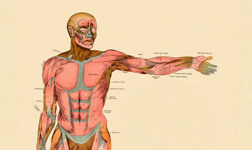 Understanding The Triceps Muscle